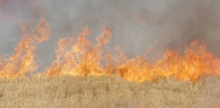 Fermierii care ard miriştile vor fi sancţionaţi